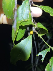 Denhamia bilocularis