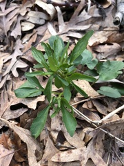 Ranunculus abortivus