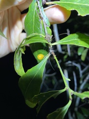 Denhamia bilocularis