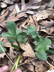 Ranunculus abortivus