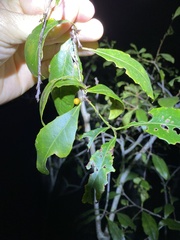 Denhamia bilocularis