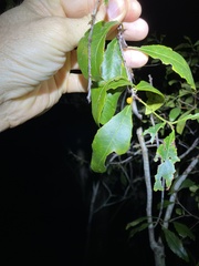 Denhamia bilocularis