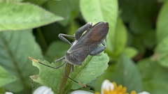 Anoplocnemis phasianus