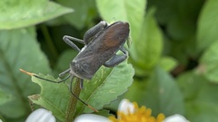 Anoplocnemis phasianus