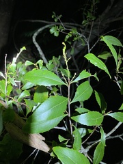 Denhamia bilocularis