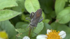 Anoplocnemis phasianus