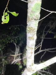 Denhamia bilocularis