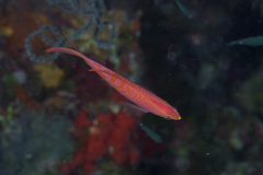 Pyronotanthias lori