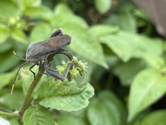 Anoplocnemis phasianus