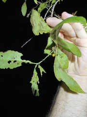 Denhamia bilocularis