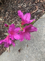 Rhododendron catawbiense