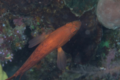 Cephalopholis spiloparaea