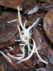 Clavaria fragilis vermicularis