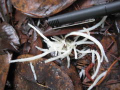 Clavaria fragilis vermicularis