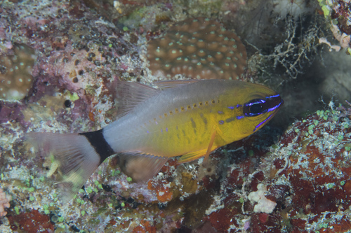 Ringtail Cardinalfish