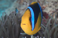 Amphiprion chrysopterus