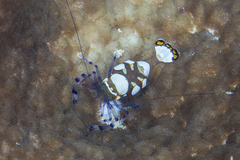 Ancylocaris brevicarpalis