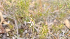 Eriochilus collinus collinus