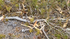 Eriochilus collinus collinus