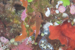 Trimma macrophthalmus