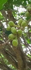 Dysoxylum spectabile