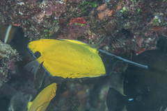 Forcipiger longirostris