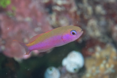 Luzonichthys waitei