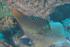 Canthigaster solandri