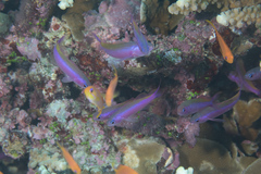 Luzonichthys waitei