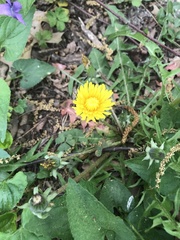 Taraxacum officinale