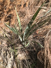 Dianella prunina