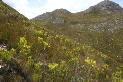 Leucadendron gandogeri × xanthoconus