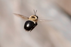 Xylocopa virginica image