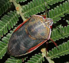Coleotichus costatus