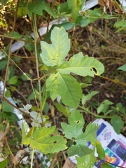 Passiflora bryonioides