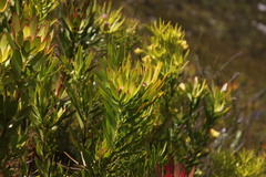 Leucadendron gandogeri × xanthoconus