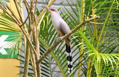 Coccyzus longirostris