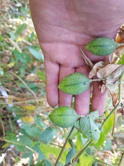 Passiflora bryonioides