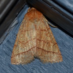 Pyreferra hesperidago
