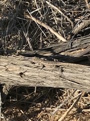 Sceloporus occidentalis