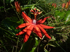 Passiflora miniata