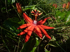 Passiflora miniata