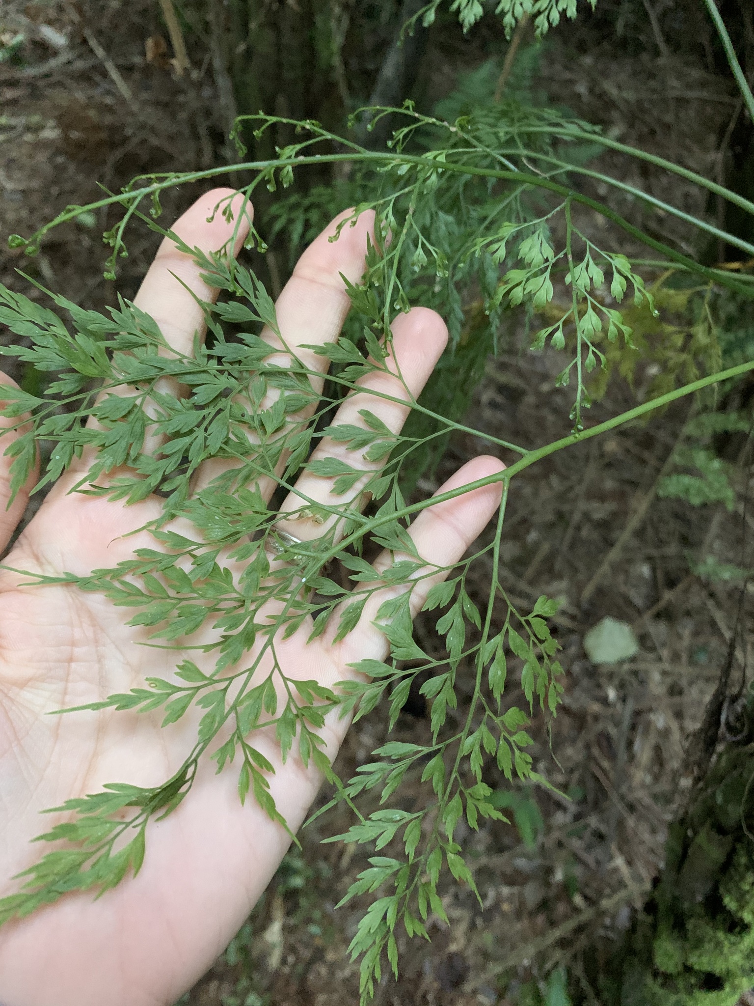 Asplenium scandicinum
