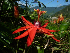 Passiflora miniata