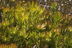 Leucadendron gandogeri × xanthoconus