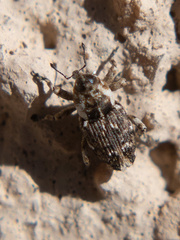 Cylindrocopturus