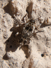 Cylindrocopturus