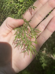 Juniperus virginiana
