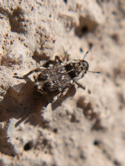 Cylindrocopturus