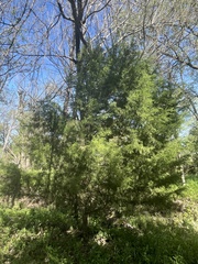 Juniperus virginiana